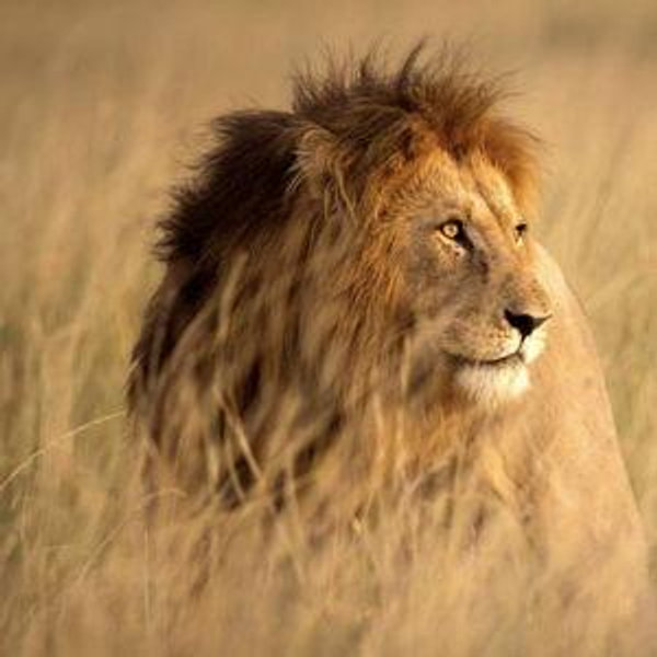Honeymoon - Safari