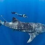 Whale Shark Day Trip