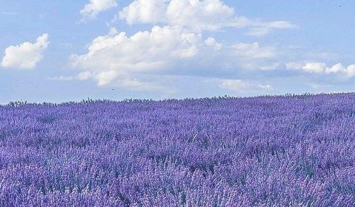 The Wedding Website of Sabrina Tidwell and Michael Ellis