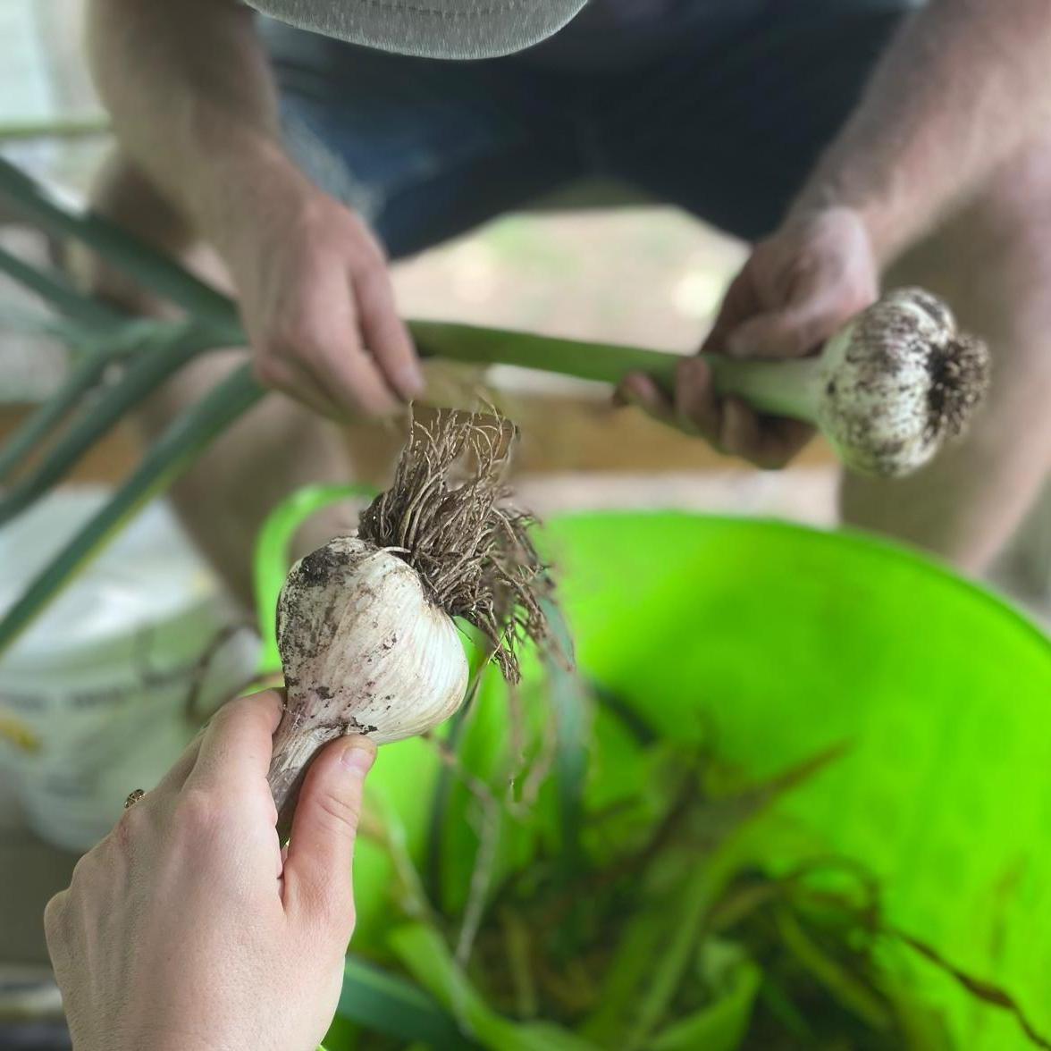 Professional garlic farmers '24