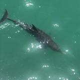 The Original Dolphin Watch