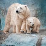Toledo Zoo