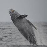 Redondo Whale Watch