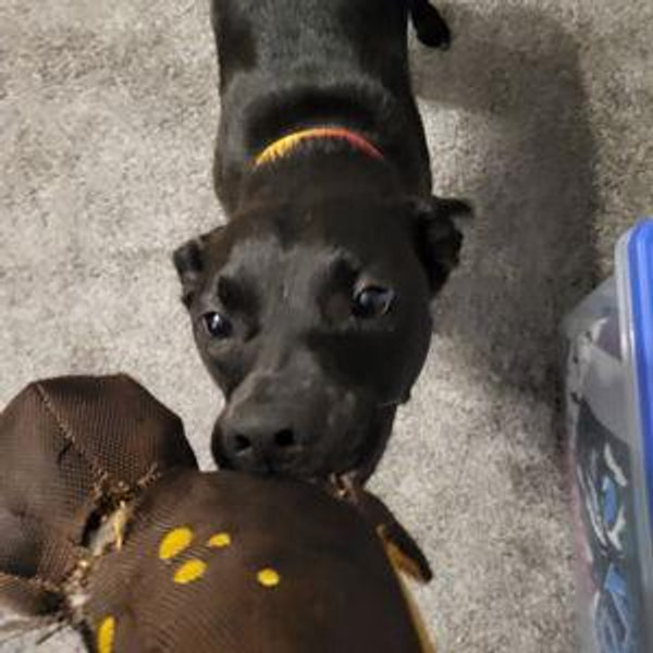 Nyla's Toy and Treat Fund
