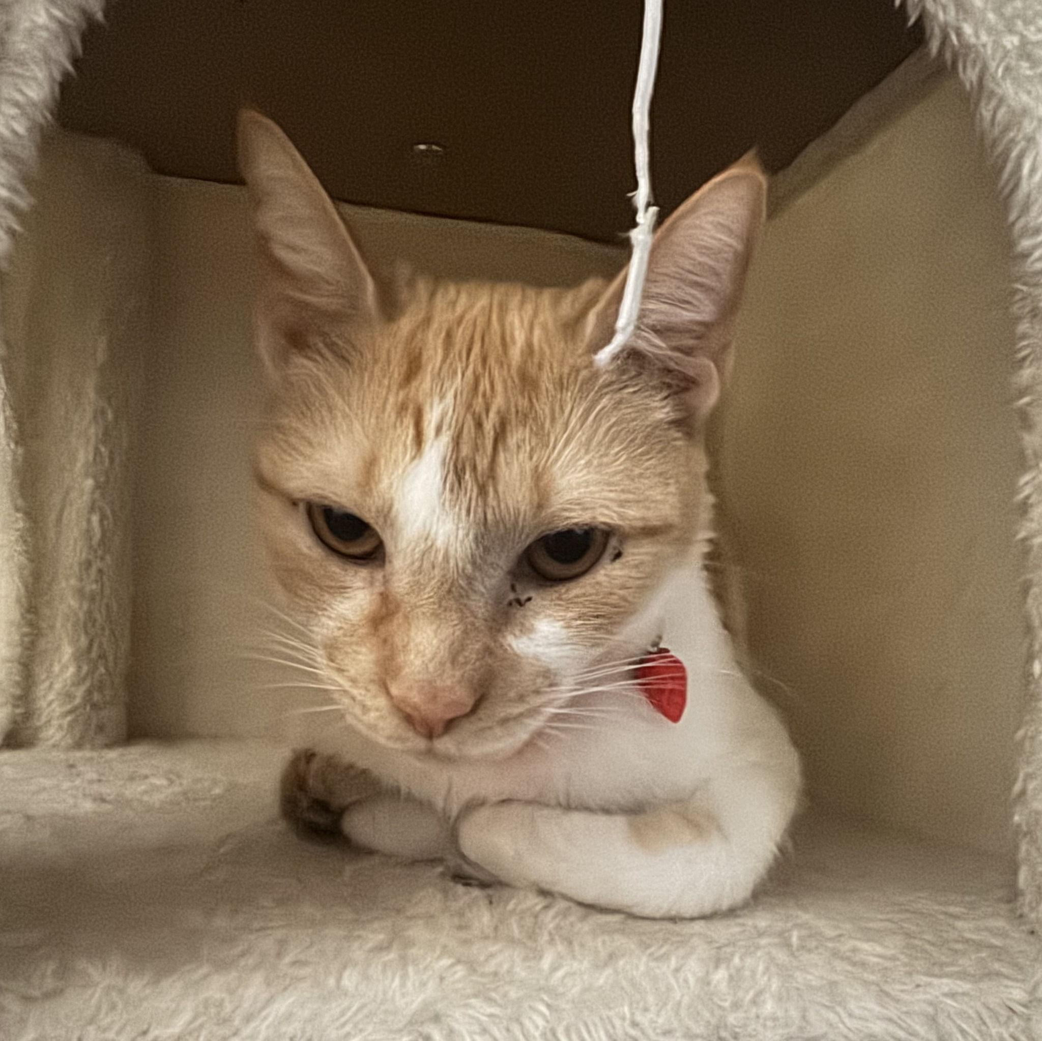 Our sweet baby Spirit. I promise she is so much sweeter than this photo makes her look lol