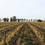 Vinedo Cuna de Tierre