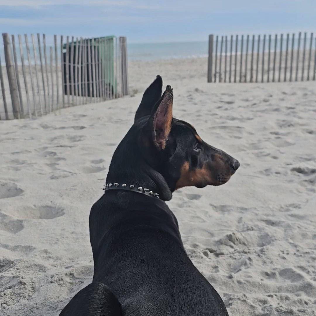 Honey in Myrtle.