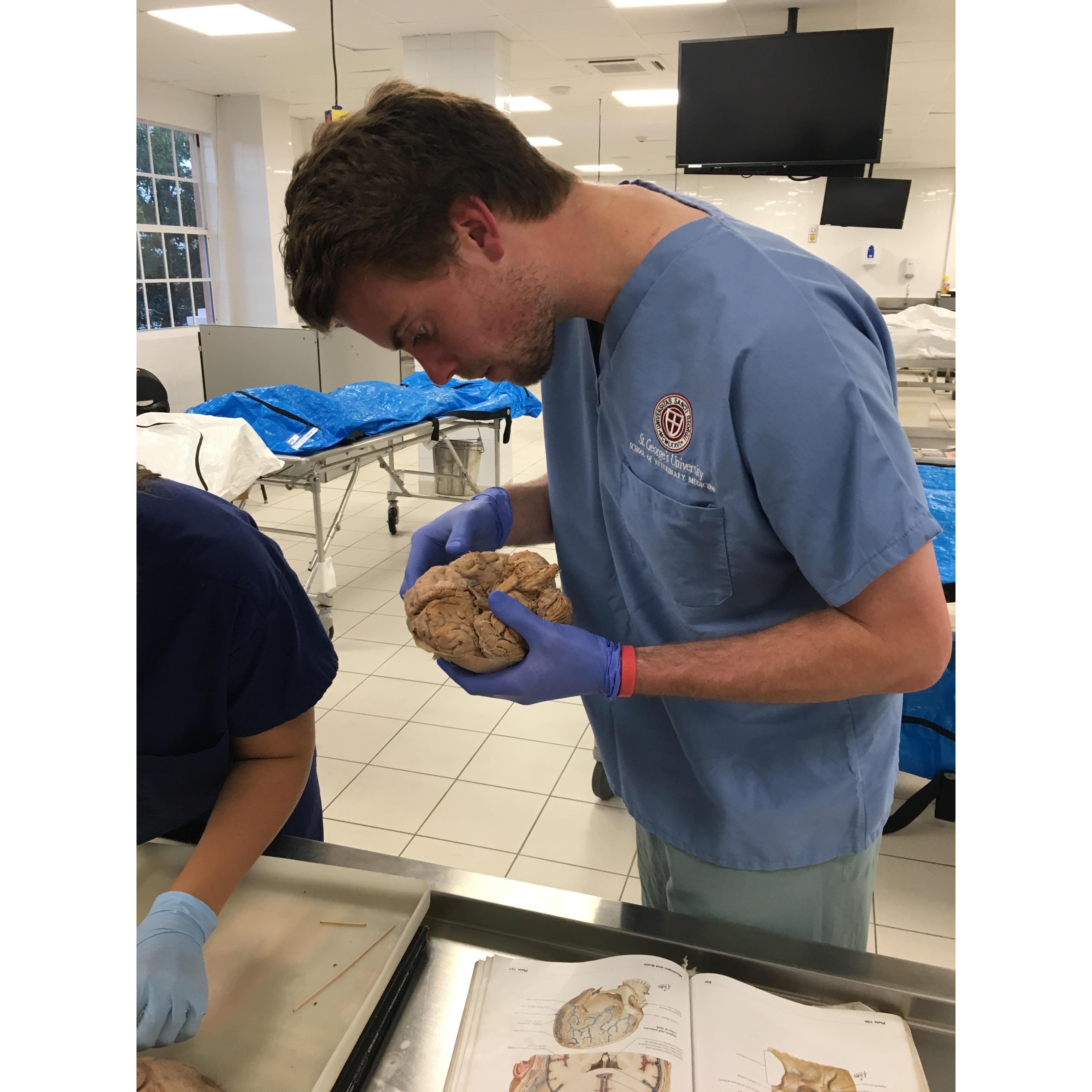 August 2017: Colin's third visit to Grenada! Colin came to Shaoleen's neuroanatomy lab to further understand Shaoleen's love for medicine and neurology! Yes, he is holding a brain!