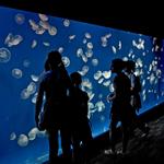 Tennessee Aquarium