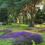The Stray- Park And Gardens