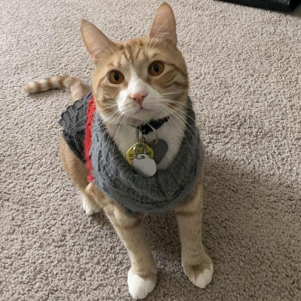 Ginger, fur baby number 1