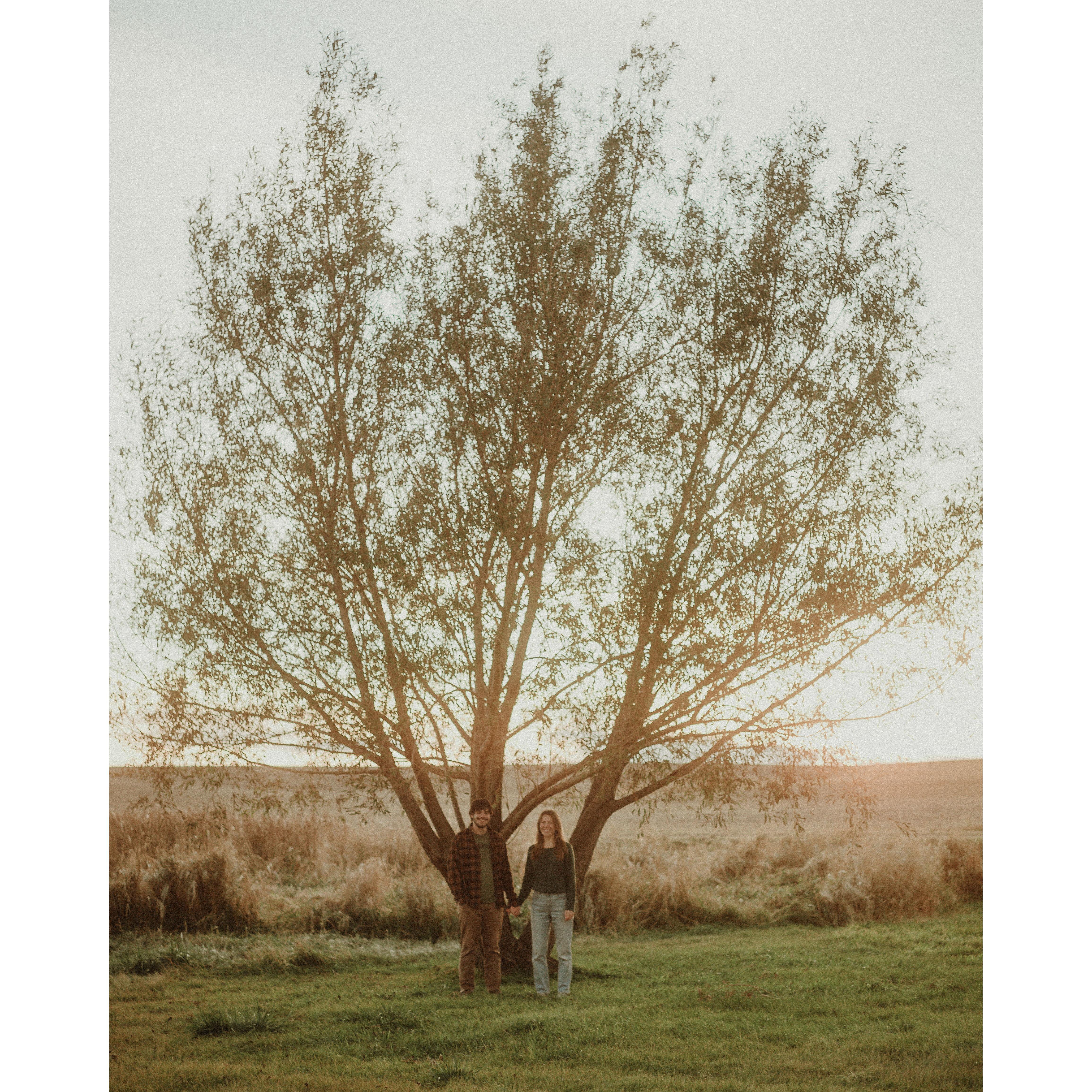 One of Marissa's favorite trees on her parents' land.