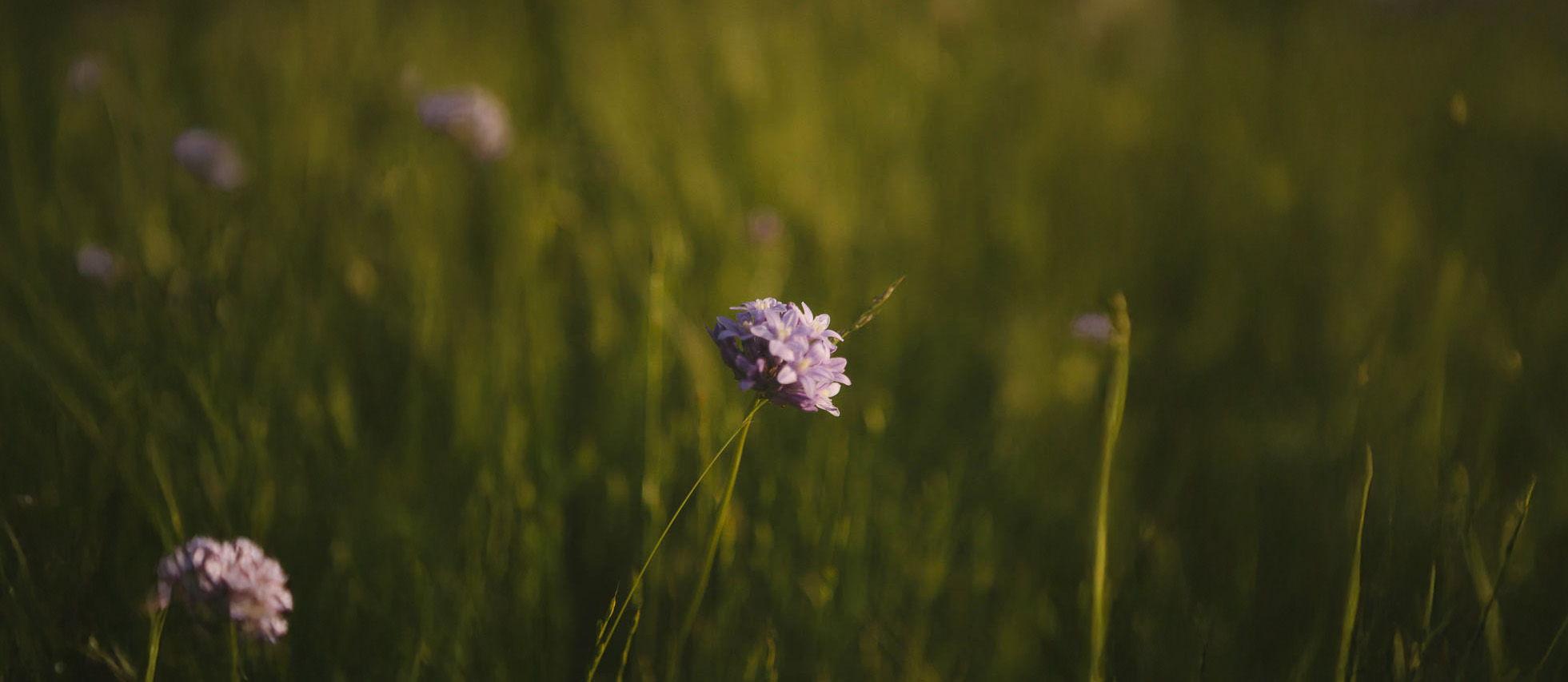 The Wedding Website of Crista Nauta and Scott Luong