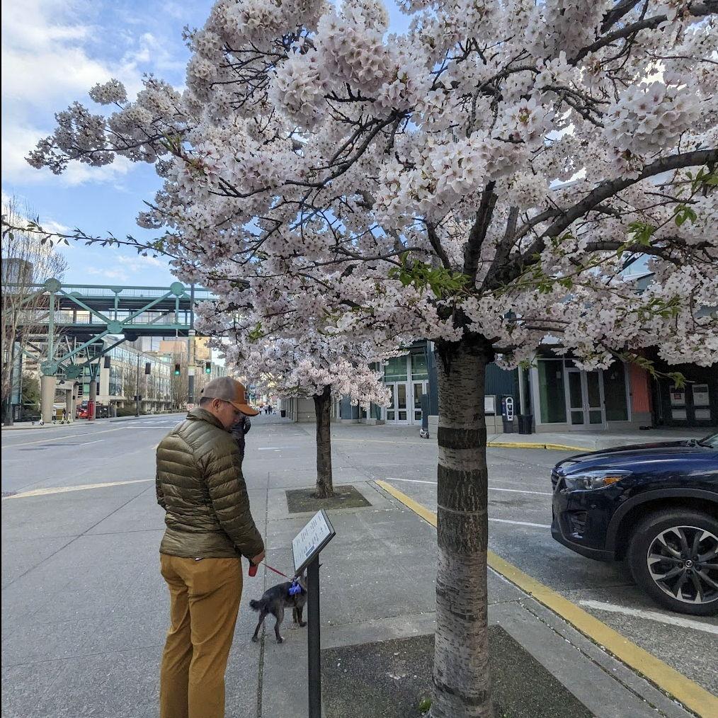 Cherry blossom season greeted us as soon as we landed in Seattle-- our port of entry back to the uS. Things were going to be ok!