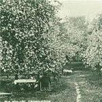 The Orchard Tea Garden