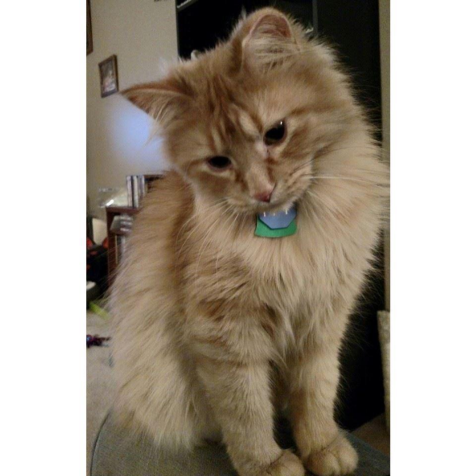 Another photo of Ely. Who we could not imagine life without him now! Granted he will be the one and only cat we ever have :P Note: Jenn was the only girl that could ever get Patrick to get a cat :D