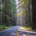 Navarro River Redwoods State Park