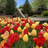 Denver Botanic Gardens