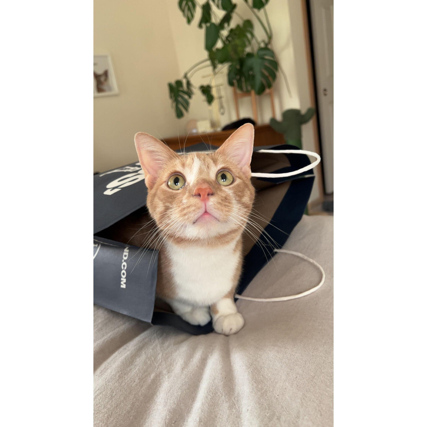 Our sweet baby boy, Rango!