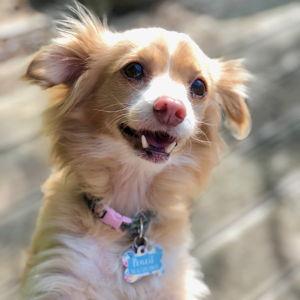 Make a Donation — Stumptown Strays: Oregon Dog Rescue