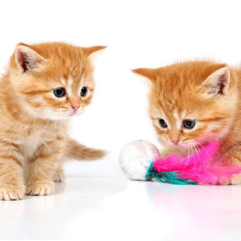 Kitty fund