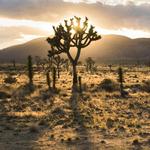 Joshua Tree National Park