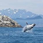 Kenai Fjords Tours