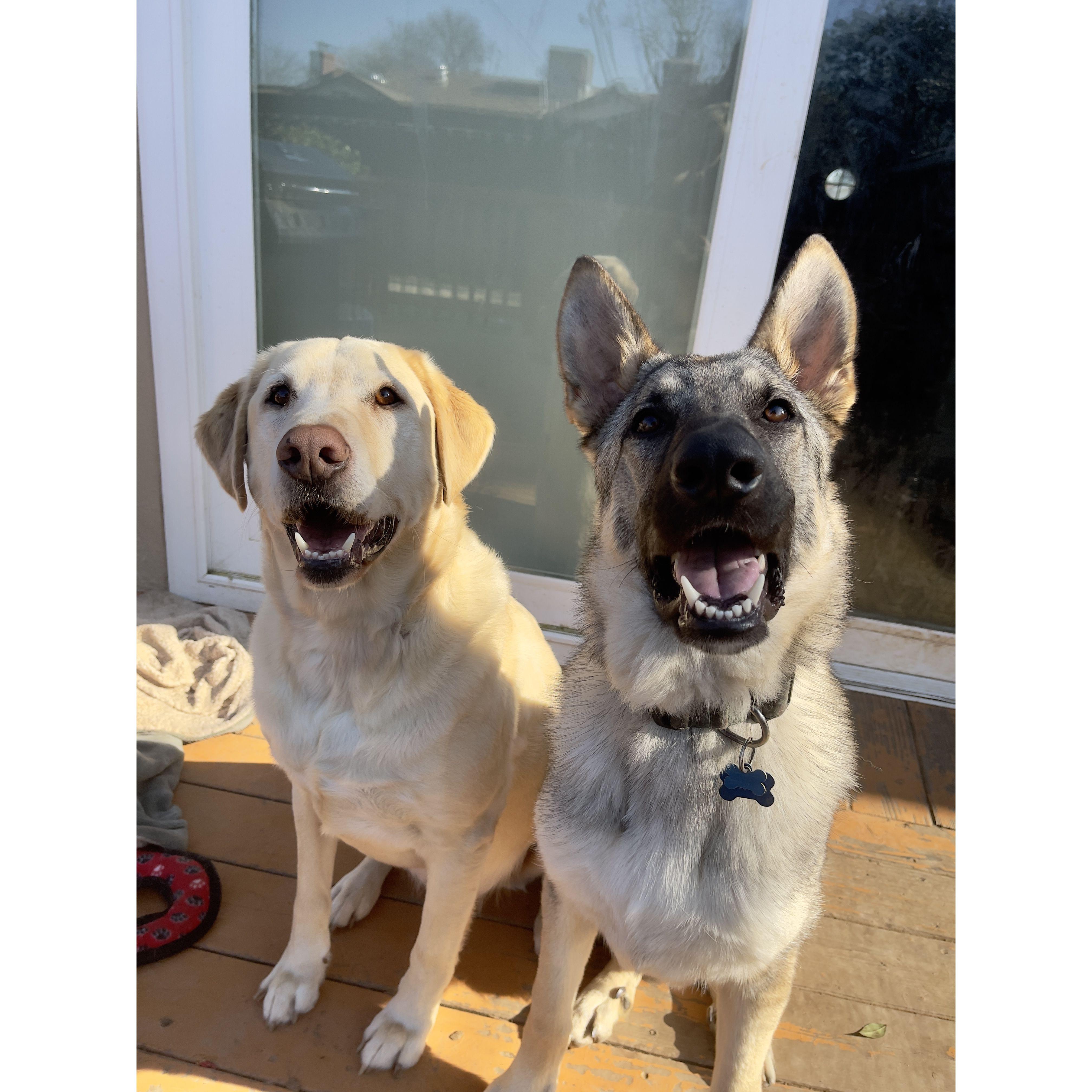 our two pups, Bandit & Otis