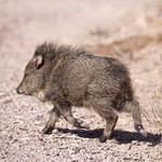 Arizona-Sonora Desert Museum