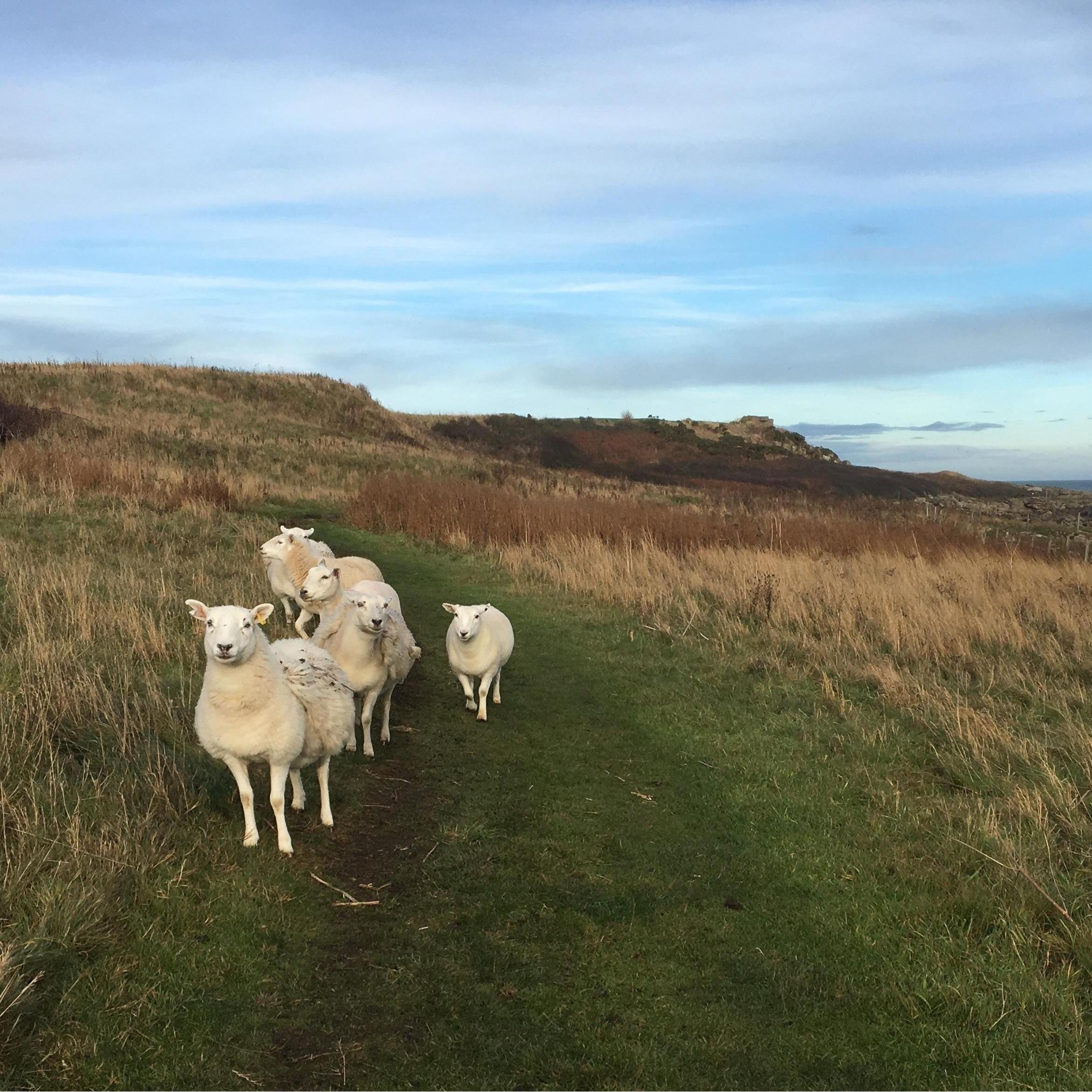 Fife Coastal Path