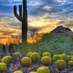 Desert Botanical Garden