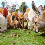 Caversham Wildlife Park
