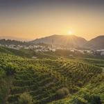 Prosecco Hills and wine tasting