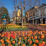 Pearl Street