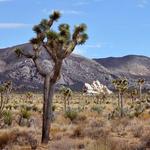 Joshua Tree National Park
