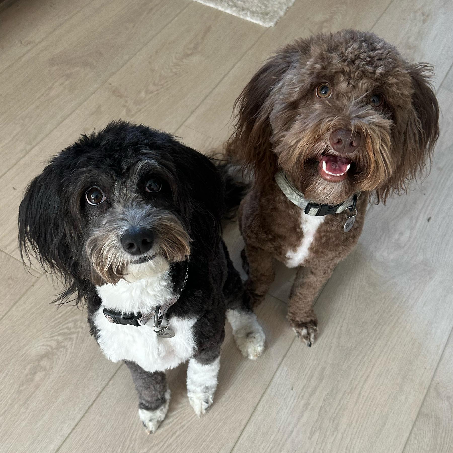 Year Supply Of Dog Food & Treats for Millie and Buck!