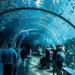 Georgia Aquarium