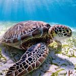 Georgia Sea Turtle Center