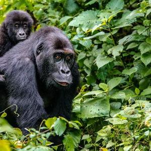 Gorrilla Safari