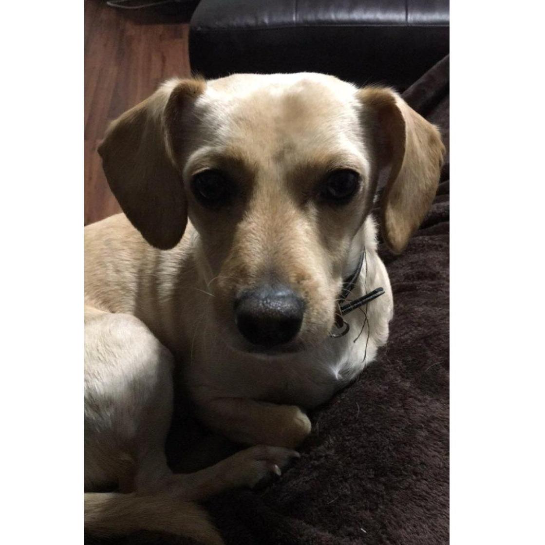 The love of our lives, Snoopy