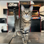 The Catcade - Cat Cafe & Rescue