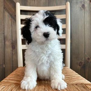 Our Puppy