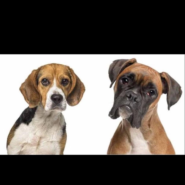 Our Dog Fund