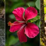 Hike Maui