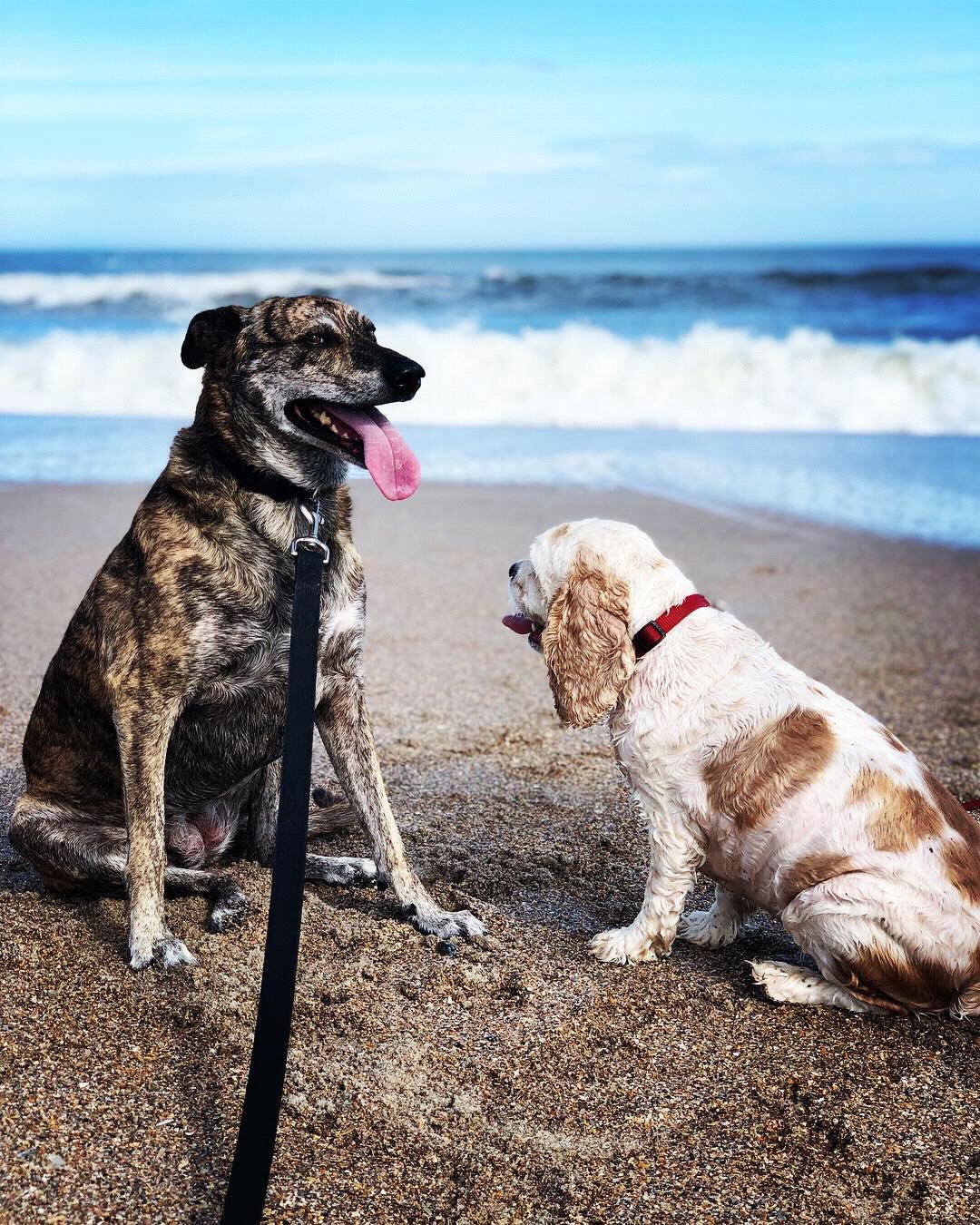 They love the beach!