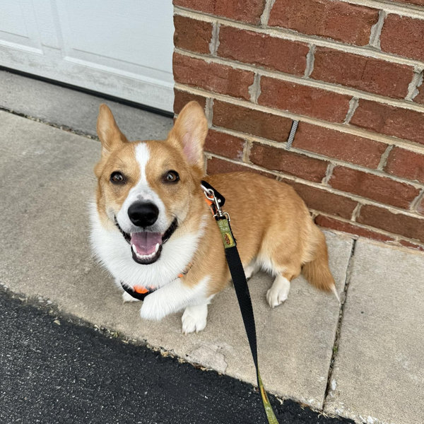 Gimli’s Pet Resort Stay