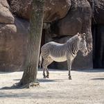 Saint Louis Zoo