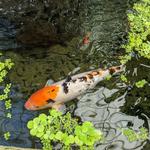 Conservatory of Flowers