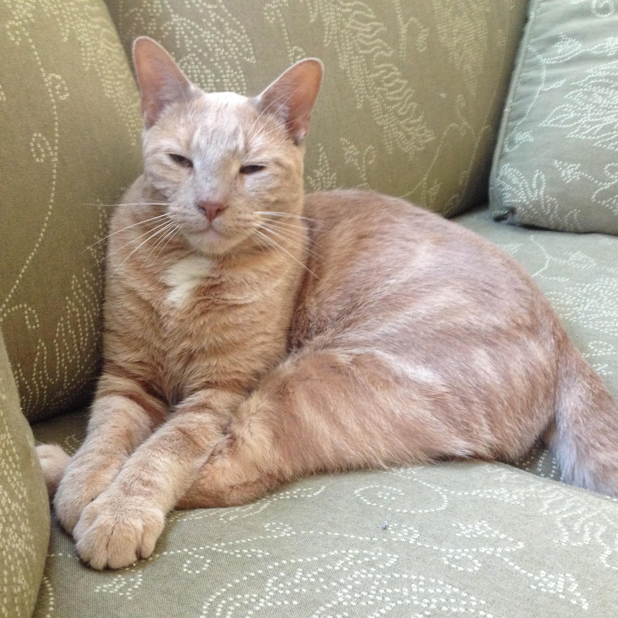 Sweet Keegan, King of His Couch, Jan's house on Bayview Street, Burlington, 2017