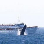 Cape Ann Whale Watch